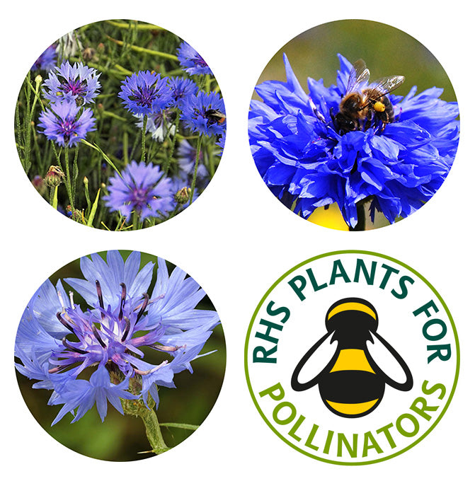 Seedball - Cornflower