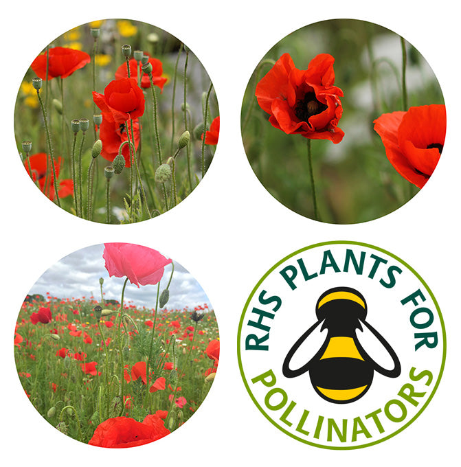 Seedball - Poppy