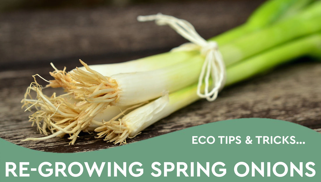 Re-growing Spring Onions